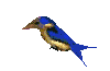 bluebird.gif (4301 bytes)
