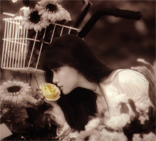 rose.jpg (40540 bytes)